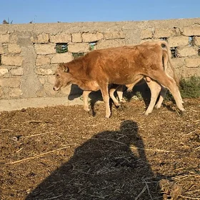őkuz