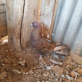 kepderi