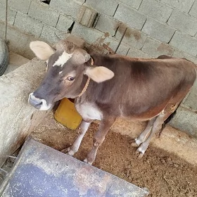 Tuwe iki sany
