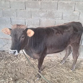 göle