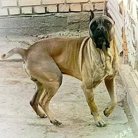 kane korsa