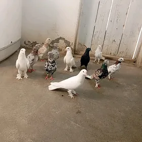 kepderi