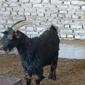 Gysyr Geçi taby gurat