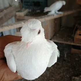 Kepderi