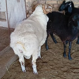 ak goç