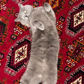 кот для свиданий