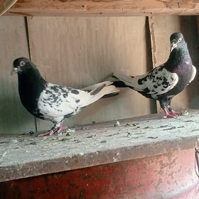 kepderi