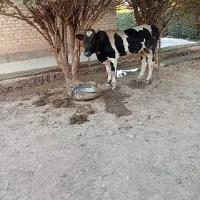 öküz