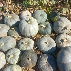Bal yaly kadi