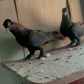 kepderi