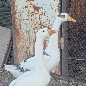 Gus