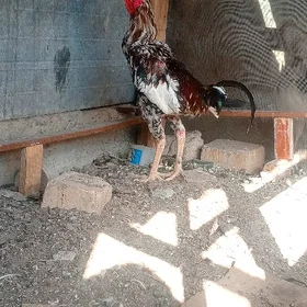 Taşkent