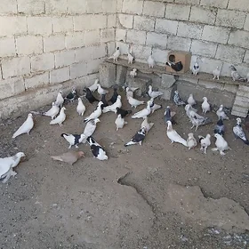 kepderi