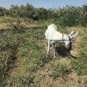 Eşek