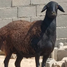 GİSAR goyun Arasa Gisar