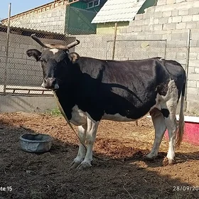 Bogoz Sygyr