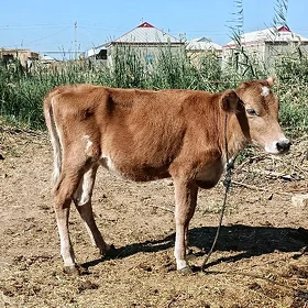 gulajyn goleler