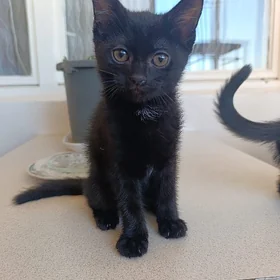 Котята