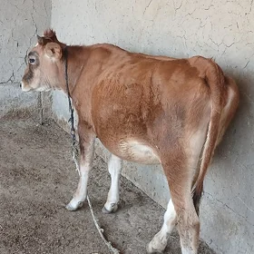 tüwe