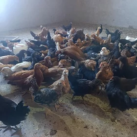 Jujeler 3,5 aylyk