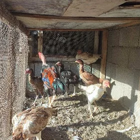 Taşkent mäki