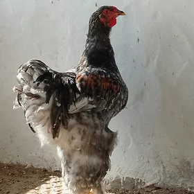 brama horaz🐓