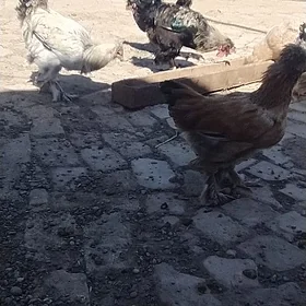 Towuk paroda