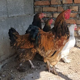 Brama yumurtga