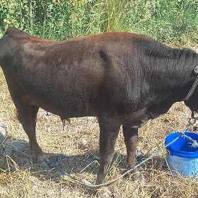 Kelek Okuz