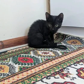 pişik oglan
