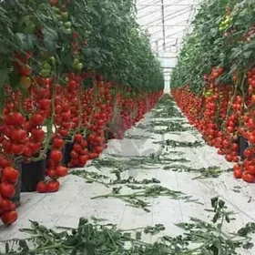 теплица 8га