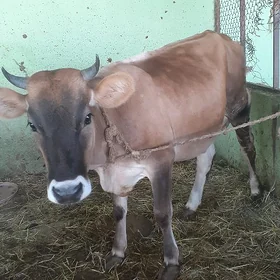 Goleli sygyr