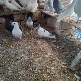 Kepderi