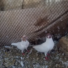 Kepderi