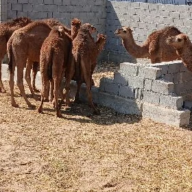 Owşuk