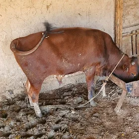 Mal 2 sany okuz