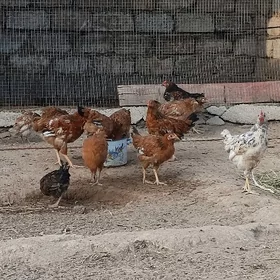 Jüyje 4 ay bolup geçen