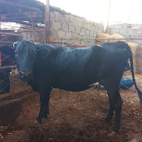 gysyr sygyr