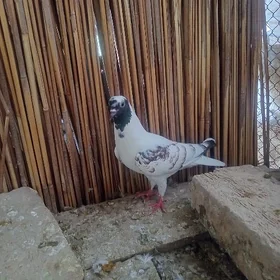 kepderi