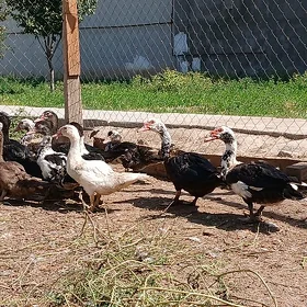 indautga ordek horaz