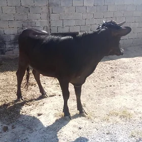 Bakylan tüwe