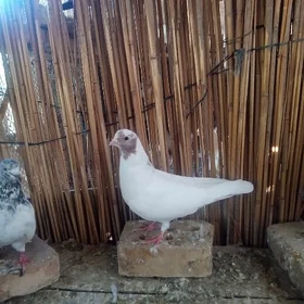 kepderi