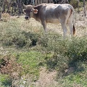 tüwe