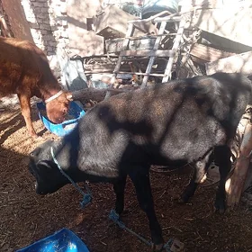 okuz okuzce tana
