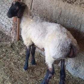 Tokly goç