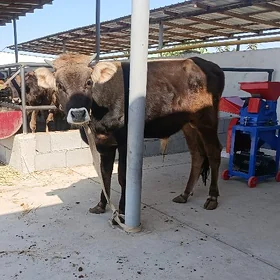 Öküz