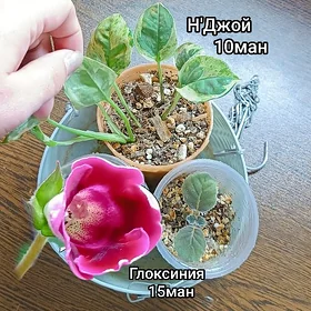 цветы д/дома,офиса,в подарок