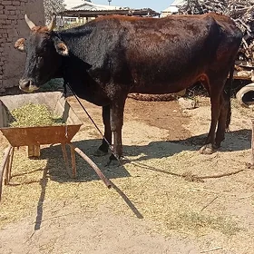 Gysyr sygyr
