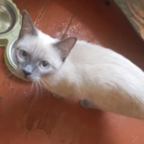 Кошка