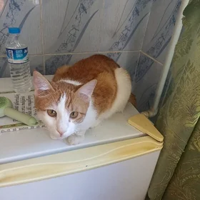 кот